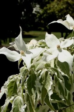 Summer Fun Variegated Dogwood - Cornus Kousa - 5 Gallon Pot (2-3') -Outlet Drip Mingle Store Dogwood Summer Fun 4