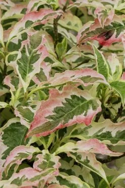 Summer Fun Variegated Dogwood - Cornus Kousa - 5 Gallon Pot (2-3') -Outlet Drip Mingle Store Dogwood Summer Fun 6