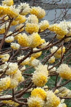 Edgeworthia Chrysantha Paper Bush - 7 Gallon Pot 20 Edgeworthia Chrysantha Paper Bush - 7 Gallon Pot -Outlet Drip Mingle Store Edgeworthia 4 500x700 4