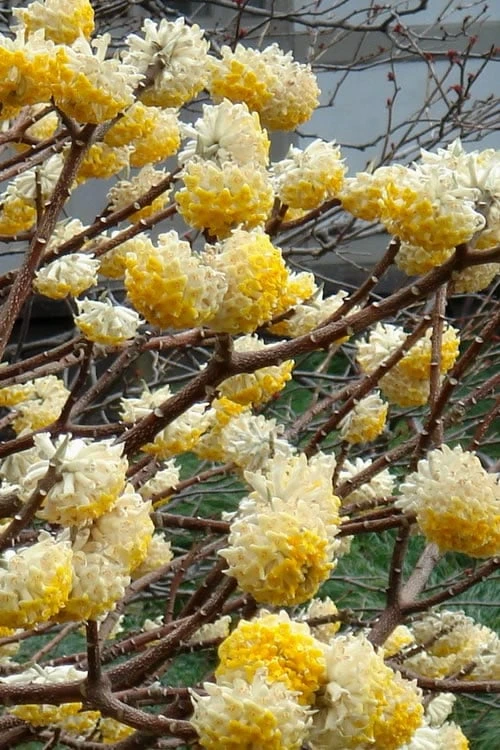 Edgeworthia Chrysantha Paper Bush - 7 Gallon Pot 8 Edgeworthia Chrysantha Paper Bush - 7 Gallon Pot - Image 6