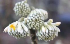 Winter Gold Edgeworthia Chrysantha - Paper Bush - 3 Gallon Pot -Outlet Drip Mingle Store Edgeworthia Flower Buds 1