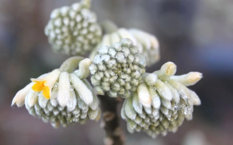 Edgeworthia Chrysantha Paper Bush - 7 Gallon Pot 12 Edgeworthia Chrysantha Paper Bush - 7 Gallon Pot - Image 10