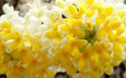 Winter Gold Edgeworthia Chrysantha - Paper Bush - 5 Gallon Pot -Outlet Drip Mingle Store Edgeworthia Flower Closeup