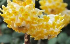 Winter Gold Edgeworthia Chrysantha - Paper Bush - 3 Gallon Pot -Outlet Drip Mingle Store Edgeworthia Paper Bush 1