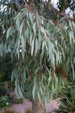 Angus Cold Hardy Eucalyptus Tree (Eucalyptus Nicholii) - 1 Gallon Pot -Outlet Drip Mingle Store Eucalyptus Angus 15 1
