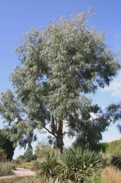 Angus Cold Hardy Eucalyptus Tree (Eucalyptus Nicholii) - Quart Pot -Outlet Drip Mingle Store Eucalyptus Angus 16