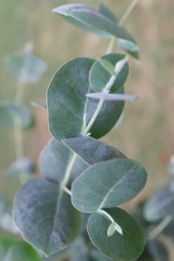 Big O Cold Hardy Eucalyptus Tree (Eucalyptus Neglecta) - 3 Quart Pot 17 Big O Cold Hardy Eucalyptus Tree (Eucalyptus Neglecta) - 3 Quart Pot -Outlet Drip Mingle Store Eucalyptus Big O 3 500x750 5