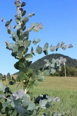 Big O Cold Hardy Eucalyptus Tree (Eucalyptus Neglecta) - Quart Pot -Outlet Drip Mingle Store Eucalyptus Big O Cold 2 500x750 8