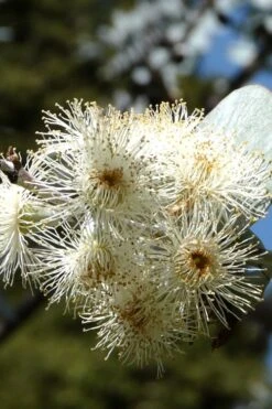 Bluey Cold Hardy Eucalyptus Tree (Eucalyptus Pulverulenta) - 2 Gallon Pot 18 Bluey Cold Hardy Eucalyptus Tree (Eucalyptus Pulverulenta) - 2 Gallon Pot -Outlet Drip Mingle Store Eucalyptus Bluey 6 2