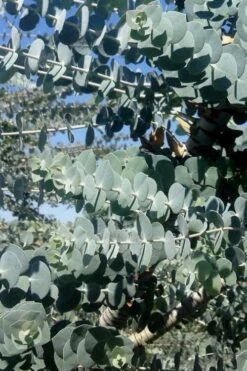Bluey Cold Hardy Eucalyptus Tree (Eucalyptus Pulverulenta) - 2 Gallon Pot 15 Bluey Cold Hardy Eucalyptus Tree (Eucalyptus Pulverulenta) - 2 Gallon Pot -Outlet Drip Mingle Store Eucalyptus Bluey 8 2