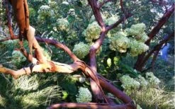 Funky Monkey Cold Hardy Eucalyptus Tree (Eucalyptus Parvula) - Quart Pot -Outlet Drip Mingle Store Eucalyptus Funky Monkey Branches 6