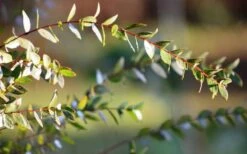 Funky Monkey Cold Hardy Eucalyptus Tree (Eucalyptus Parvula) - 1 Gallon Pot -Outlet Drip Mingle Store Eucalyptus Funky Monkey Leaves