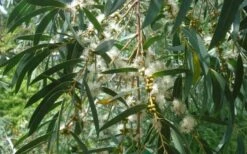 Funky Monkey Cold Hardy Eucalyptus Tree (Eucalyptus Parvula) - 2 Gallon Pot -Outlet Drip Mingle Store Eucalyptus Funky Monkey Leaves Mature 2