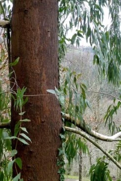 Jersey Girl Cold Hardy Eucalyptus Tree (Eucalyptus Macarthurii) - 1 Gallon Pot 19 Jersey Girl Cold Hardy Eucalyptus Tree (Eucalyptus Macarthurii) - 1 Gallon Pot -Outlet Drip Mingle Store Eucalyptus Jersey Girl 2 2