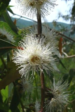 Jersey Girl Cold Hardy Eucalyptus Tree (Eucalyptus Macarthurii) - 6 Pack Of 1 Gallon Pots -Outlet Drip Mingle Store Eucalyptus Jersey Girl 4