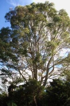 Jersey Girl Cold Hardy Eucalyptus Tree (Eucalyptus Macarthurii) - 3 Quart Pot -Outlet Drip Mingle Store Eucalyptus Jersey Girl 6 5