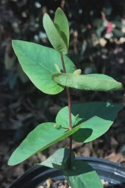 Jersey Girl Cold Hardy Eucalyptus Tree (Eucalyptus Macarthurii) - 2 Gallon Pot -Outlet Drip Mingle Store Eucalyptus Jersey Girl 7 3