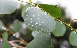 Lucky Country Cold Hardy Eucalyptus Tree (Eucalyptus Camphora) - 1 Gallon Pot -Outlet Drip Mingle Store Eucalyptus Lucky Country 2 1