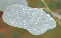 Lucky Country Cold Hardy Eucalyptus Tree (Eucalyptus Camphora) - 5 Gallon Pot -Outlet Drip Mingle Store Eucalyptus Lucky Country 3