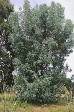 Luna Cold Hardy Eucalyptus Tree (Eucalyptus Perriniana) - 1 Gallon Pot 11 Luna Cold Hardy Eucalyptus Tree (Eucalyptus Perriniana) - 1 Gallon Pot -Outlet Drip Mingle Store Eucalyptus Luna 5 1