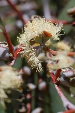 Luna Cold Hardy Eucalyptus Tree (Eucalyptus Perriniana) - 1 Gallon Pot 12 Luna Cold Hardy Eucalyptus Tree (Eucalyptus Perriniana) - 1 Gallon Pot -Outlet Drip Mingle Store Eucalyptus Luna 6 1