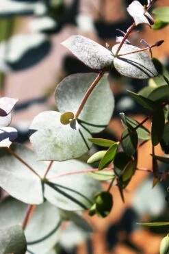 Maggie Cold Hardy Eucalyptus Tree (Eucalyptus Nova Anglica) - 3 Gallon Pot -Outlet Drip Mingle Store Eucalyptus Maggie 10 2