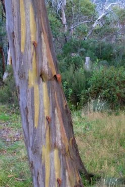 Sheila Cold Hardy Eucalyptus Tree (Eucalyptus Stellulata) - 1 Gallon Pot -Outlet Drip Mingle Store Eucalyptus Sheila 10 3