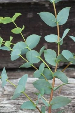 Sheila Cold Hardy Eucalyptus Tree (Eucalyptus Stellulata) - 3 Gallon Pot -Outlet Drip Mingle Store Eucalyptus Sheila 2 2