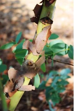 Sheila Cold Hardy Eucalyptus Tree (Eucalyptus Stellulata) - 6 Pack Of 1 Gallon Pots -Outlet Drip Mingle Store Eucalyptus Sheila 9 1