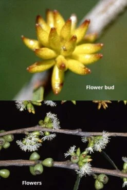 Skinny Minny Hardy Eucalyptus Tree (Eucalyptus Moorei) - 2 Gallon Pot -Outlet Drip Mingle Store Eucalyptus Skinny Minny 1 3