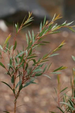 Skinny Minny Hardy Eucalyptus Tree (Eucalyptus Moorei) - 6 Pack Of 1 Gallon Pots -Outlet Drip Mingle Store Eucalyptus Skinny Minny 2 2