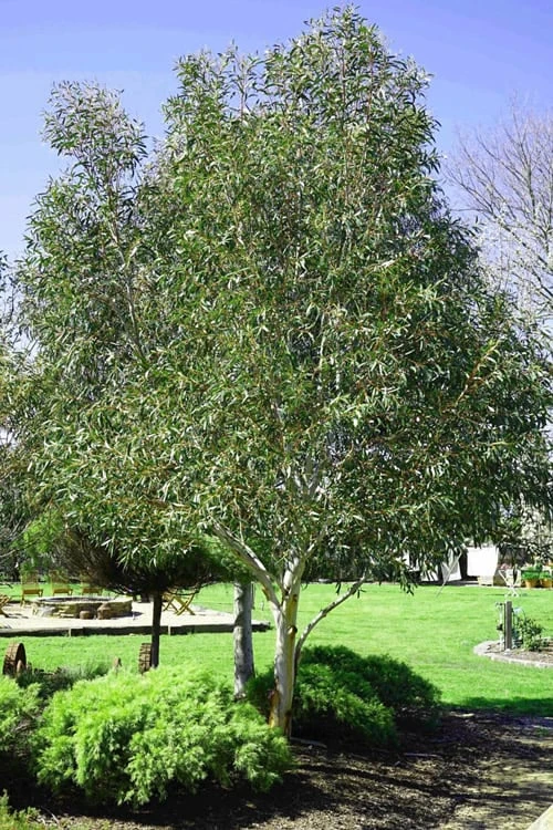 Snow Day Cold Hardy Eucalyptus Tree (Eucalyptus Gregsoniana) - 1 Gallon Pot 6 Snow Day Cold Hardy Eucalyptus Tree (Eucalyptus Gregsoniana) - 1 Gallon Pot - Image 4