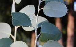 Mappa Tassie Cold Hardy Eucalyptus Tree (Eucalyptus Pauciflora) - Quart Pot 11 Mappa Tassie Cold Hardy Eucalyptus Tree (Eucalyptus Pauciflora) - Quart Pot -Outlet Drip Mingle Store Eucalyptus Tree Mappa Tassie Pauciflora Snow Gum 4