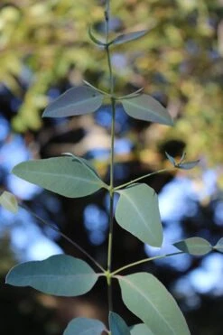 Grace Cold Hardy Eucalyptus Tree (Eucalyptus Elliptica) - Quart Pot -Outlet Drip Mingle Store Eucalytptus Grace BS 4