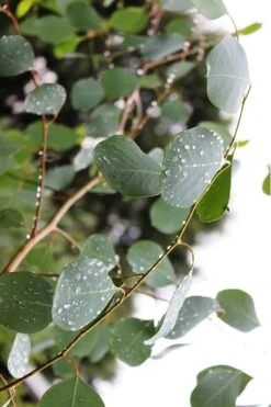 Lucky Country Cold Hardy Eucalyptus Tree (Eucalyptus Camphora) - 3 Gallon Pot 15 Lucky Country Cold Hardy Eucalyptus Tree (Eucalyptus Camphora) - 3 Gallon Pot -Outlet Drip Mingle Store Eucalytptus Lucky Country BS 3