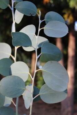 Mappa Tassie Cold Hardy Eucalyptus Tree (Eucalyptus Pauciflora) - 3 Gallon Pot -Outlet Drip Mingle Store Eucalytptus Mappa Tassie BS 2