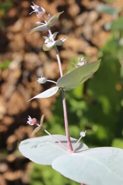 Maggie Cold Hardy Eucalyptus Tree (Eucalyptus Nova Anglica) - 2 Gallon Pot -Outlet Drip Mingle Store Eusalyptus Maggie 1 500x750 5