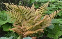 Autumn Fern (Dryopteris Erythrosora) - 5 Pack Of Quart Pots -Outlet Drip Mingle Store Fern Autumn 1