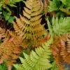 Autumn Fern (Dryopteris Erythrosora) - 5 Pack Of Quart Pots