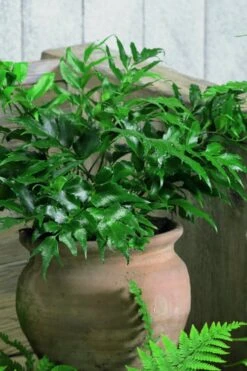 Japanese Holly Fern - Cyrtomium Falcatum 'Rochfordianum' - 2.5 Quart Pot -Outlet Drip Mingle Store Fern Japanese Holly 8