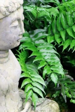 Japanese Holly Fern - Cyrtomium Falcatum 'Rochfordianum' - 2.5 Quart Pot -Outlet Drip Mingle Store Fern Japanese Holly 9