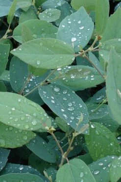 Blue Mist Fothergilla - 3 Gallon Pot 12 Blue Mist Fothergilla - 3 Gallon Pot -Outlet Drip Mingle Store Fothergilla Blue Mist 4