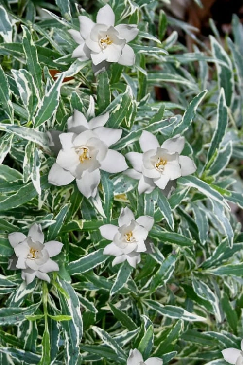 Variegated Creeping Dwarf Gardenia - 1 Gallon Pot 3 Variegated Creeping Dwarf Gardenia - 1 Gallon Pot