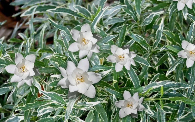 Variegated Creeping Dwarf Gardenia - 1 Gallon Pot 6 Variegated Creeping Dwarf Gardenia - 1 Gallon Pot - Image 4