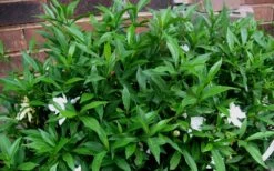 Radicans Creeping Dwarf Gardenia - 3 Gallon Pot -Outlet Drip Mingle Store Gardenia Radicans 53