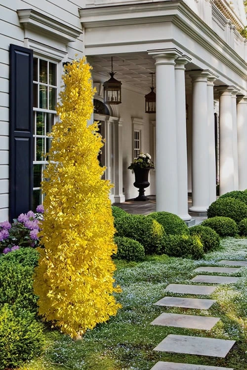 Sky Tower Ginkgo Maidenhair Tree (Male) - 5 Gallon Pot 6 Sky Tower Ginkgo Maidenhair Tree (Male) - 5 Gallon Pot - Image 4