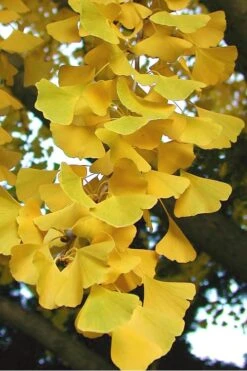 Sky Tower Ginkgo Maidenhair Tree (Male) - 5 Gallon Pot 13 Sky Tower Ginkgo Maidenhair Tree (Male) - 5 Gallon Pot -Outlet Drip Mingle Store Ginkgo Sky Tower 2