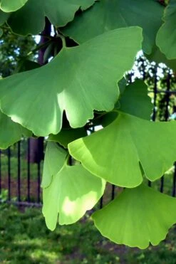 Ginkgo Maidenhair Tree - 5 Gallon Pot -Outlet Drip Mingle Store Ginkgo Tree 10 1