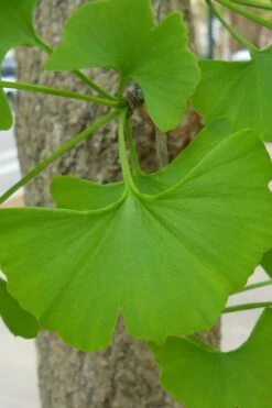 Sky Tower Ginkgo Maidenhair Tree (Male) - 5 Gallon Pot 12 Sky Tower Ginkgo Maidenhair Tree (Male) - 5 Gallon Pot -Outlet Drip Mingle Store Ginkgo Tree 11