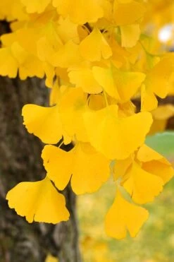 Ginkgo Maidenhair Tree (Male) - 2 Gallon Pot -Outlet Drip Mingle Store Ginkgo Tree 14